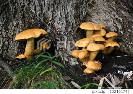 オオワライタケ 132161743