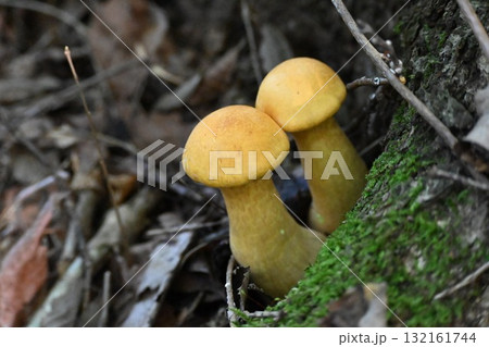 オオワライタケ 132161744