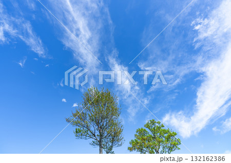 青空と雲と木立 132162386
