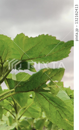 Green leaves in the sunlight, Fresh plant leaves close up, Greenery on a cloudy day, Nature s vibrant leaves, Lush foliage outdoors, Young plant stems rising, Spring growth in the garden, Leafy stems 132162413