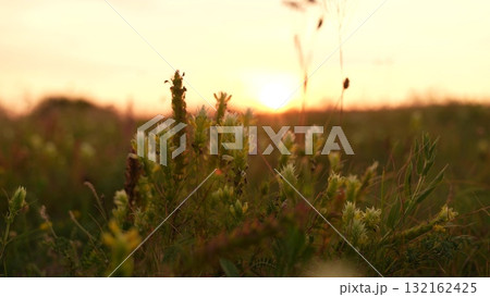 Sunset over blooming meadow, Golden hour in nature, Peaceful wildflowers at dusk, Sunrise field with dewy flowers, Wild meadow bathed in evening light, Tranquil rural landscape at sunset, Soft 132162425