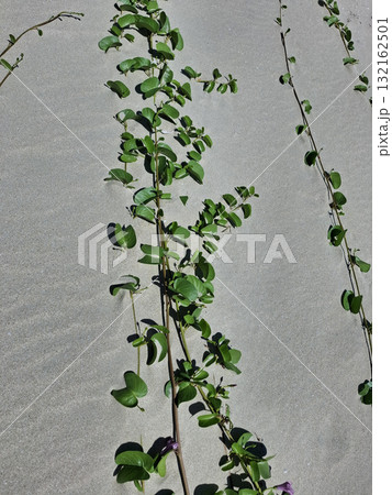 Ivy on the sand. Green plant that grows on the shore 132162501