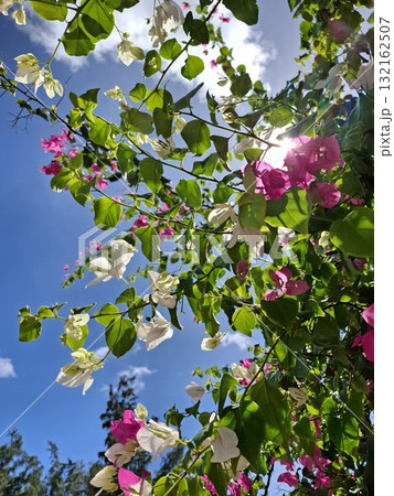 Pink and white bougainvillea flowers in sunlight Pink and white bougainvillea flowers in sunlight 132162507
