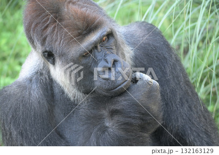 あごに手を当ててもう一つ納得のいかない顔のゴリラ あごに手を当ててもう一つ納得のいかない顔のゴリラ 132163129