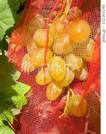 Grape mesh bag to protect grape berries from wasps and other pests in vineyard Grape mesh bag to protect grape berries from wasps and other pests in vineyard 132163248