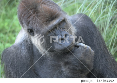 そういわれてもねえ、と困惑の表情を浮かべるゴリラ そういわれてもねえ、と困惑の表情を浮かべるゴリラ 132163392