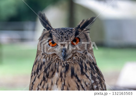 精悍な目付きで何かを睨むベンガルワシミミズク[ フクロウ】 132163503