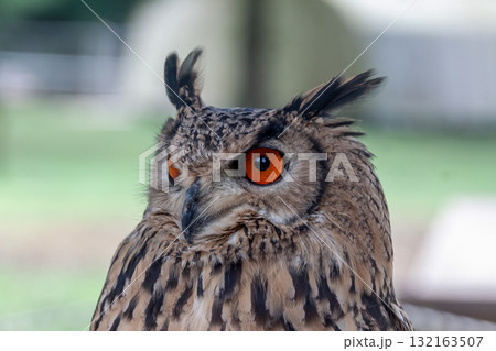精悍な目付きで何かを睨むベンガルワシミミズク[ フクロウ】 132163507