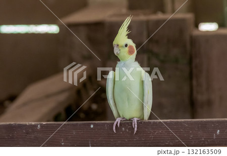 頬に橙色のチークパッチが可愛いオカメインコ容姿 頬に橙色のチークパッチが可愛いオカメインコ容姿 132163509