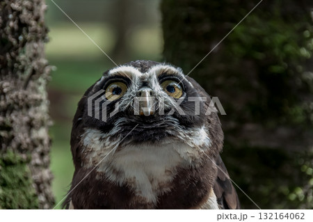 メガネを掛けているようなメガネフクロウ【フクロウ科】 132164062