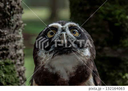 メガネを掛けているようなメガネフクロウ【フクロウ科】 メガネを掛けているようなメガネフクロウ【フクロウ科】 132164063