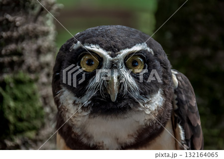 メガネを掛けているようなメガネフクロウ【フクロウ科】 132164065