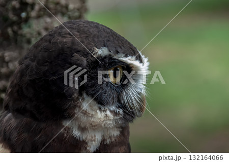 メガネを掛けているようなメガネフクロウ【フクロウ科】 132164066