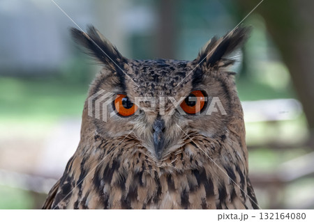 精悍な目付きで何かを睨むベンガルワシミミズク[ フクロウ】 精悍な目付きで何かを睨むベンガルワシミミズク[ フクロウ】 132164080