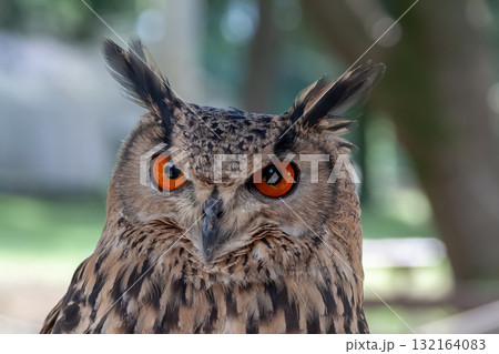 精悍な目付きで何かを睨むベンガルワシミミズク[ フクロウ】 精悍な目付きで何かを睨むベンガルワシミミズク[ フクロウ】 132164083