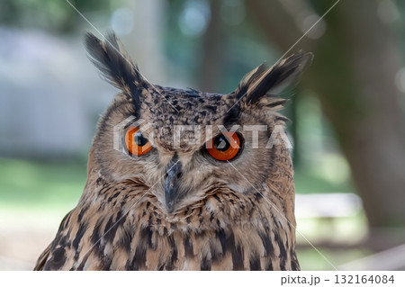 精悍な目付きで何かを睨むベンガルワシミミズク[ フクロウ】 132164084