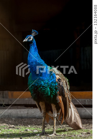 インドの国鳥であるインドクジャク精悍な容姿 インドの国鳥であるインドクジャク精悍な容姿 132164088