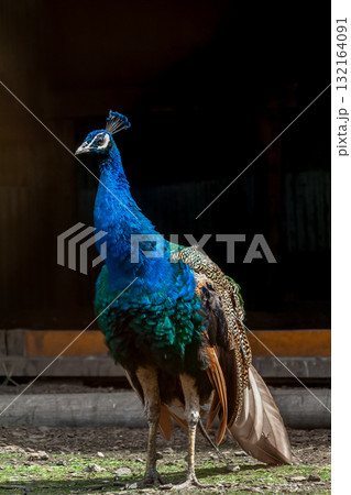 インドの国鳥であるインドクジャク精悍な容姿 132164091