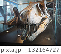ロサンゼルス自然史博物館の迫力恐竜骨格展示 132164727