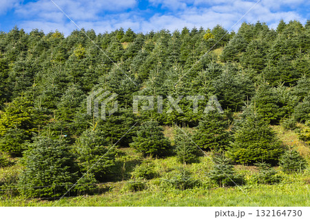 Christmas trees growing on Raxendorf plantation hillside 132164730