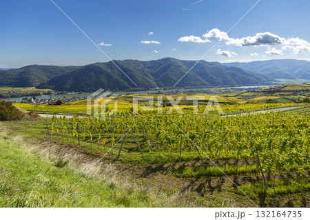 Wachau valley vineyards along Danube river in autumn Wachau valley vineyards along Danube river in autumn 132164735