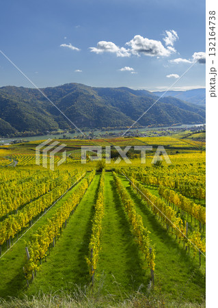 Wachau valley vineyards in golden autumn colors Wachau valley vineyards in golden autumn colors 132164738