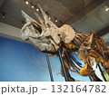 ロサンゼルス自然史博物館の迫力恐竜骨格展示 132164782