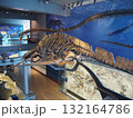 ロサンゼルス自然史博物館の迫力恐竜骨格展示 132164786