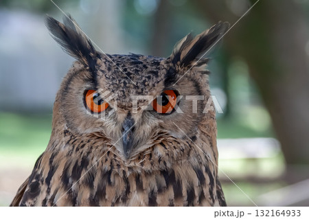 精悍な目付きで何かを睨むベンガルワシミミズク[ フクロウ】 132164933