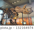 ロサンゼルス自然史博物館の迫力恐竜骨格展示 132164974