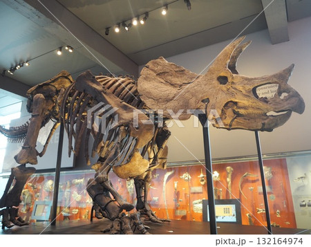 ロサンゼルス自然史博物館の迫力恐竜骨格展示 132164974