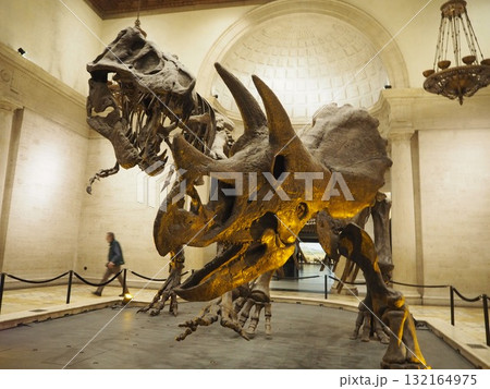 ロサンゼルス自然史博物館の迫力恐竜骨格展示 132164975