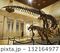 ロサンゼルス自然史博物館の迫力恐竜骨格展示 132164977