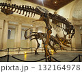 ロサンゼルス自然史博物館の迫力恐竜骨格展示 132164978