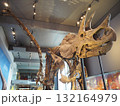 ロサンゼルス自然史博物館の迫力恐竜骨格展示 132164979