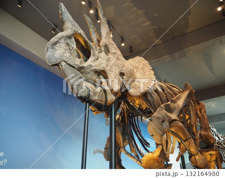 ロサンゼルス自然史博物館の迫力恐竜骨格展示 132164980
