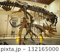 ロサンゼルス自然史博物館の迫力恐竜骨格展示 132165000