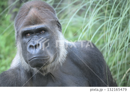 空を飛び交うカラスがうらやましいゴリラ 132165479