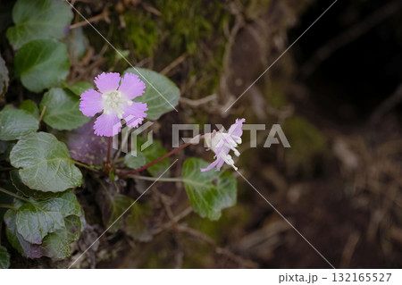 イワウチワ イワウチワ 132165527