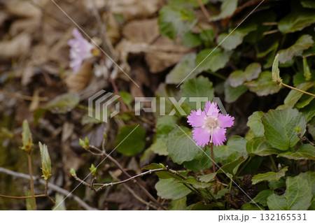 イワウチワ 132165531