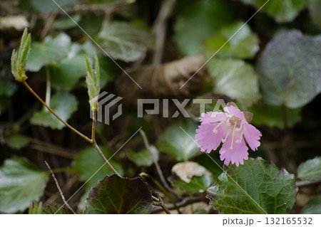 イワウチワ イワウチワ 132165532
