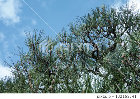 京都府_京都御所_マツ 132165541