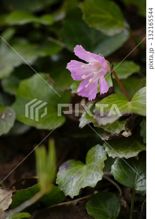 イワウチワ 132165544