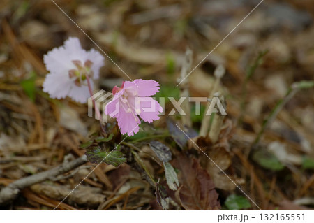 イワウチワ 132165551