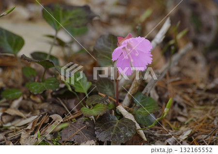 イワウチワ 132165552