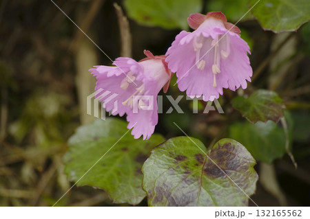イワウチワ イワウチワ 132165562