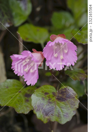 イワウチワ 132165564