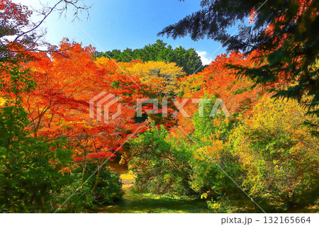 爽やかな青空と鮮やかな紅葉の松島四大観扇谷 132165664