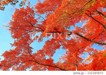 爽やかな青空と鮮やかな紅葉の松島四大観扇谷 132165672