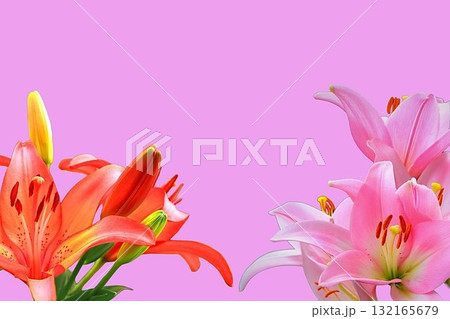 大輪の赤とピンクの百合のフレーム 大輪の赤とピンクの百合のフレーム 132165679